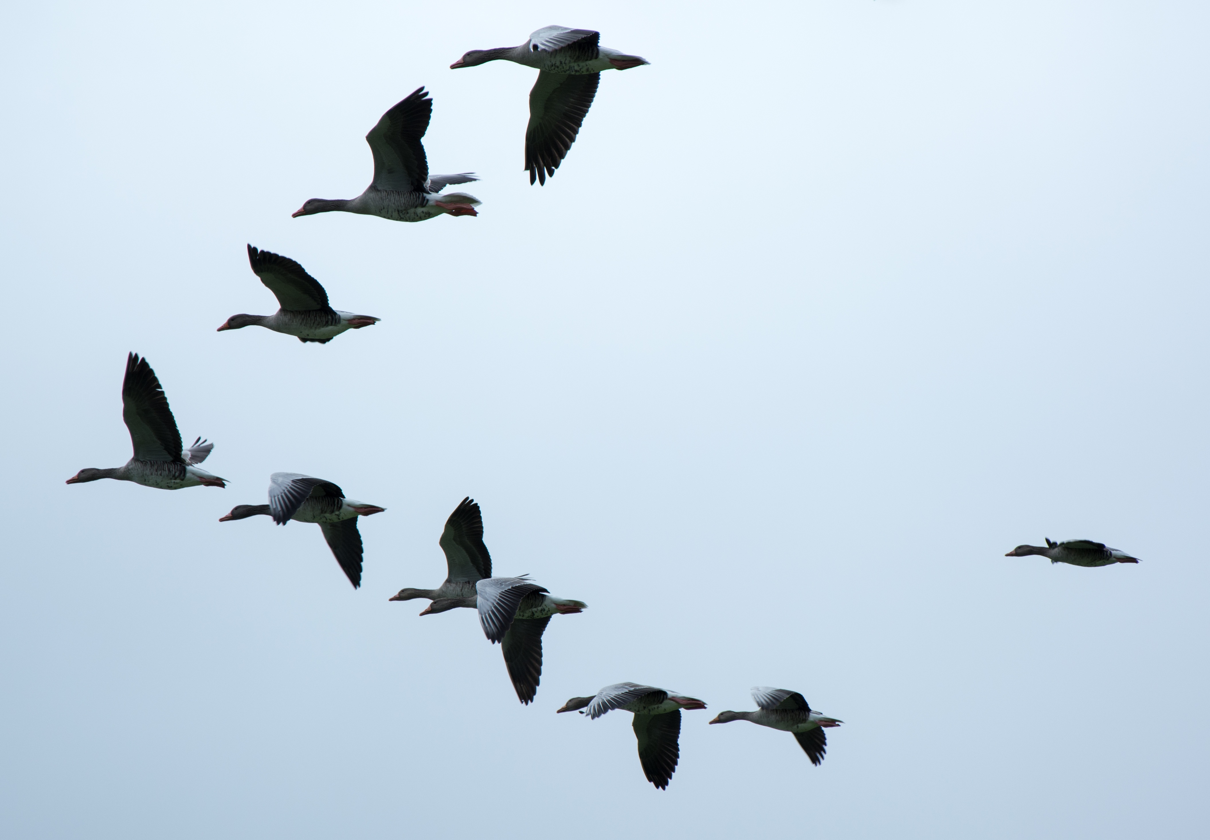 Avere una buona leadership? Un gioco da PAS!